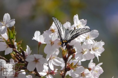 05_劍鳳蝶的羽化，拉開食堂的序幕。從櫻花到杜鵑花季，牠們穿梭林間，盡情享用長達數月的自助餐。（森之形自然教育團隊提供；劉謹毓攝影）