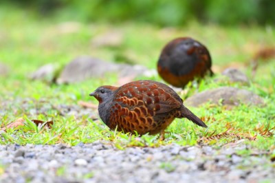 初賽指定題目臺灣竹雞，他們經典的叫聲「雞狗乖、雞狗乖」，是鳥友最熟悉的晨間廣播（照片提供：社團法人台灣野鳥協會 吳志典）