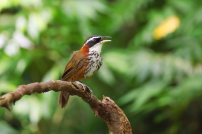 小彎嘴畫眉是大雪山樹叢裡的躲貓貓高手，時常只聞其聲，不見其影（照片提供：社團法人台灣野鳥協會吳志典）