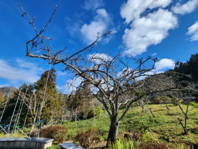 大島櫻等重瓣類櫻花預計4月份開花