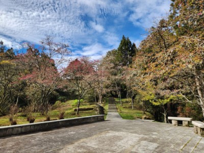 山櫻花已開花4成，預計3月上旬盛開