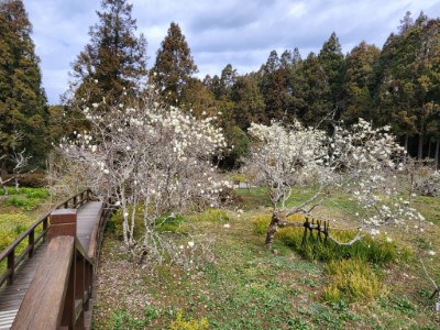 木蘭園裡的白木蘭已盛開