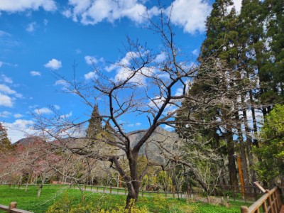 櫻王預計3月中至3月底盛開