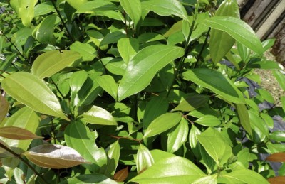 土肉桂根部及葉片肉桂醛含量高，可泡茶飲用，枝葉提取的精油，具有芳香、殺菌等效果(林業及自然保育署臺中分署提供)