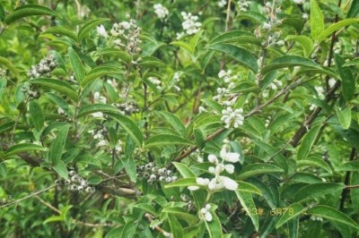 大葉溲疏自全臺灣沿海到中海拔山區皆有分布，在春夏季盛開白花(林業及自然保育署臺中分署提供)