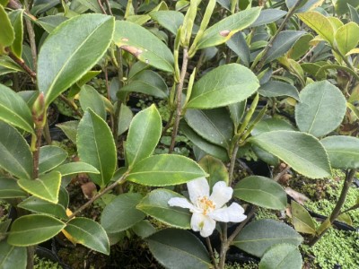 短柱山茶，花為白色，種子含油綠高，可用於榨油(林業及自然保育署臺中分署提供)