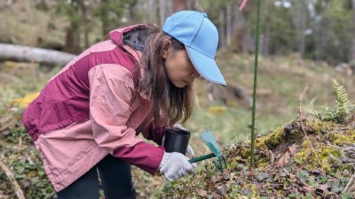 企業夥伴_挖掘臺灣檫樹小苗
