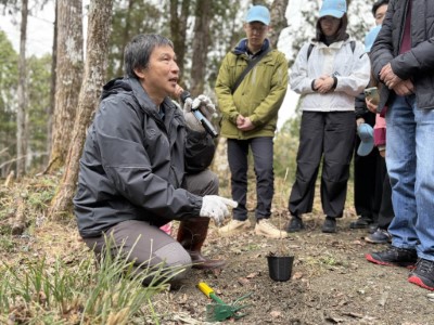 專業解說_挖掘臺灣檫樹小苗注意事項