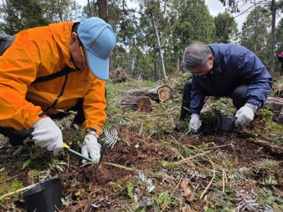 挖掘臺灣檫樹小苗_移地培育