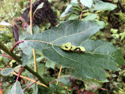 臺灣寛尾鳳蝶幼蟲與臺灣檫樹