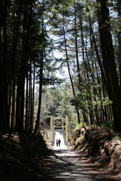 在熱門的武陵橋前，常見遊客駐足欣賞水中游魚，順手留下美好影像(照片：林業及自然保育署臺中分署)