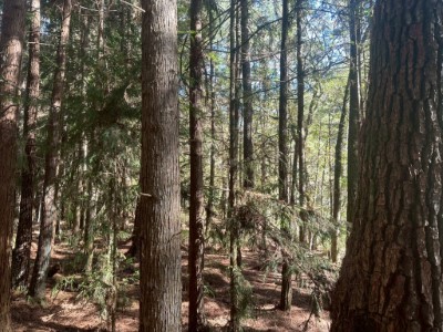 桃山步道兩旁二葉松林相(照片：林業及自然保育署臺中分署)