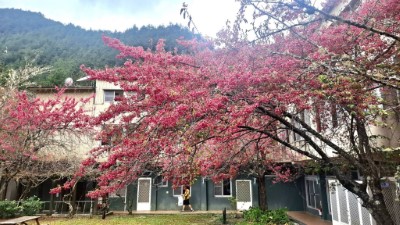 武陵國家森林遊樂區之武陵山莊內櫻花盛開(照片：林業及自然保育署臺中分署)