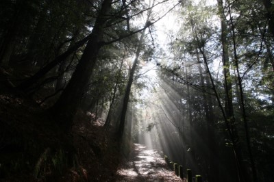 清晨的桃山步道，陽光灑落、芬多精環繞，讓身心靈在森林懷抱中徹底放鬆(照片：林業及自然保育署臺中分署)
