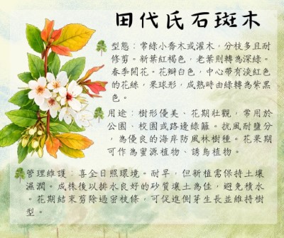 田代氏石斑木