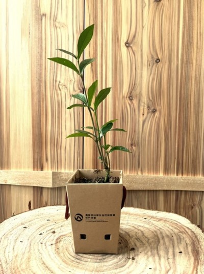 圖一、新竹分署贈苗可分解紙苗盆(新竹分署提供)