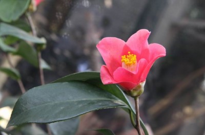 圖二、鳳凰山茶(林業保育署提供)