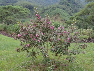 圖四、桃金孃(臺灣生物多樣性網絡陳淑玲拍攝)