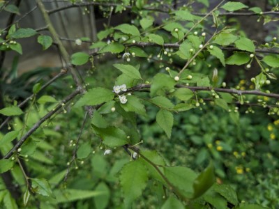 臺中分署提供燈稱花(臺中分署拍攝)