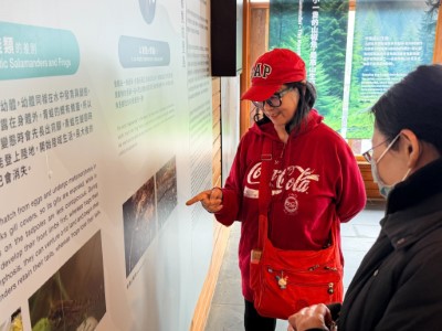 遊客透過互動牆探索山椒魚的生活史，扎根保育觀念