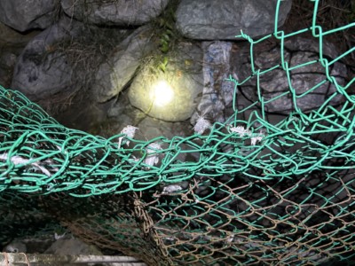 3月4日晚間接獲卓清村清水部落頭目通報，住宅旁的雞寮遭黑熊入侵，該場位於部落生活核心區域。