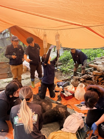 經捕捉之黑熊由野灣野生動物保育協會執行麻醉、外傷檢查及個體辨識作業檢查