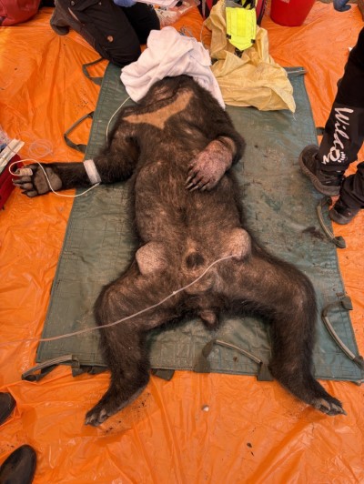 經檢查，該黑熊為成年個體，約15歲、體重70公斤