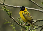林務局移除外來鳥類「黑頭織雀」，確保國內動植物棲息環境安全