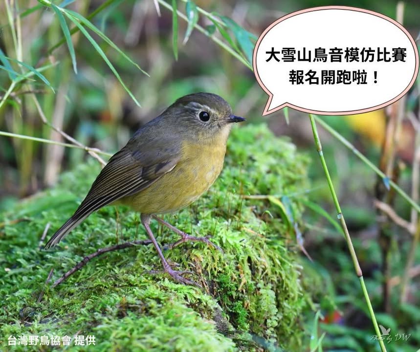 【🐤「雞狗乖——」有鳥叫你！】
第一屆大雪山鳥音模仿比賽 #開放報名

走在低海拔的林道或鄉野間，你是否也曾被一陣清脆的「雞狗乖——雞狗乖——」逗得忍不住笑出來？😆
那是臺灣竹雞的招牌鳴叫，也是山...