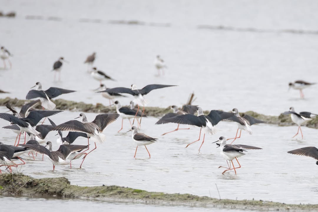 【👠水邊的長腿名模—高蹺鴴】

「等等，那雙腿太逆天了吧？！」

在濕地邊看到一雙又細又長、粉紅到不行的腿，十之八九就是牠—— #高蹺鴴 登場啦！📸

黑白極簡配色的羽毛，配上一雙超誇張的粉紅長腿...