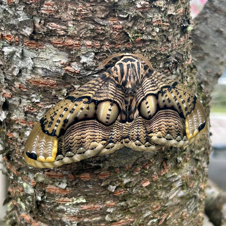 【🦋「神蝶」降臨！】

你認識有著「阿里山神蝶」美名的精靈嗎？🦋
每年的農曆三月，可以在阿里山受鎮宮看到牠們，甚至神像上也有牠們的蹤跡！
沒錯！牠們就是 —— 枯球籮紋蛾！

枯球籮紋蛾（𝘽𝙧...