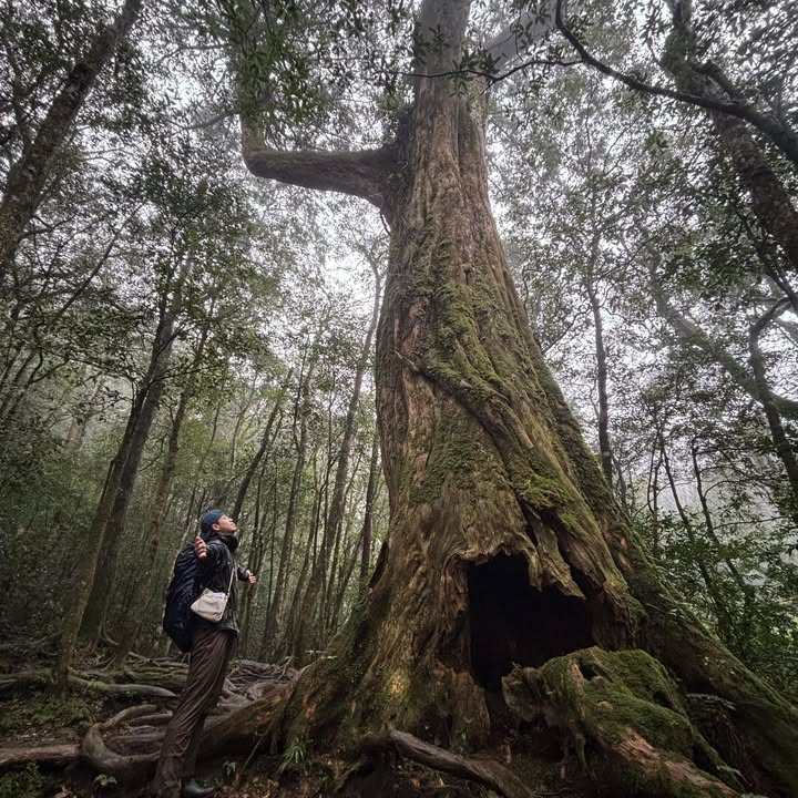 【你可以再靠近一點！來實習吧🌲】#暑期實習生募集中

想讓這個暑假過得不一樣嗎？☀️

除了打工、修課、追劇，還可以換一種方式——走進山林、靠近現場，看看林業及自然保育的工作，究竟是怎麼一步步發生的...