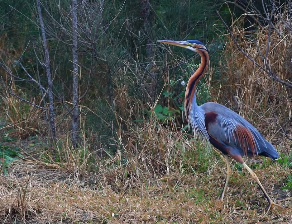 【沼澤裡的紫色隱者——紫鷺🪽】

大家有過這種經驗嗎？👀
明明盯著蘆葦叢看了很久，覺得眼前什麼都沒有，結果下一秒，竟然有根「草」動了一下？

這時，你可以大膽假設，你遇到 #紫鷺 了。🫢

紫鷺...
