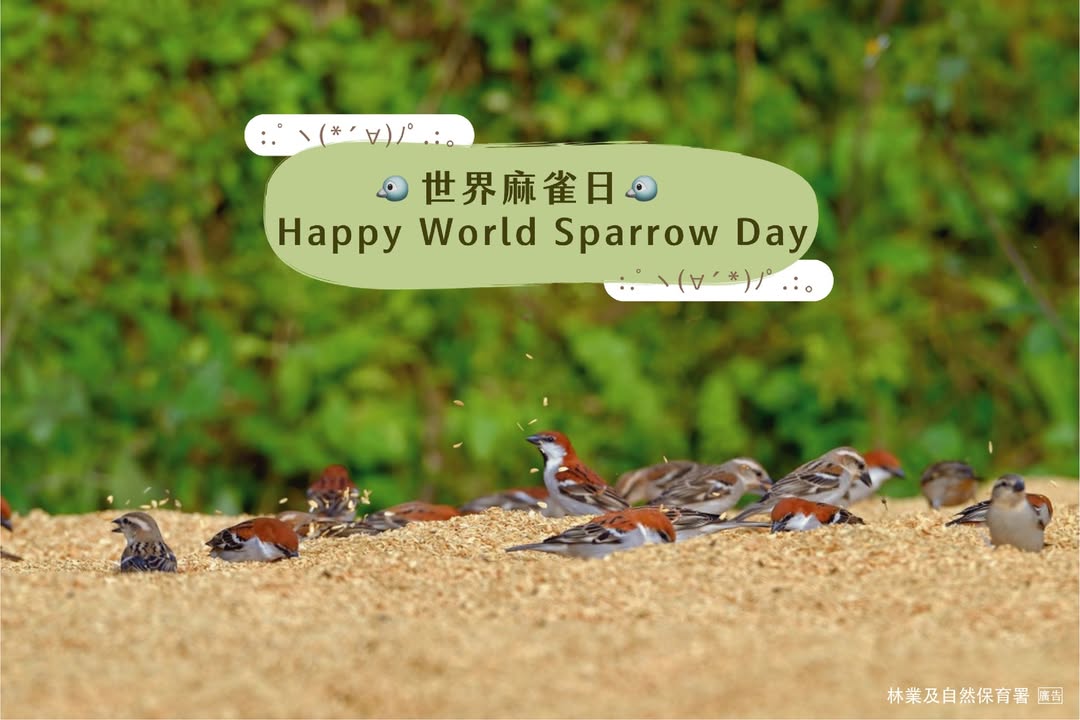 【春分，有兩位小鄰居想認識你🐸🐦】

今天除了是春分，也是 #世界麻雀日 和 #世界青蛙日 ✨

在 #嘉南國土生態綠網 裡，就有兩位值得大家一起關注、一起守護的小鄰居：山麻雀和諸羅樹蛙 👀🌿...