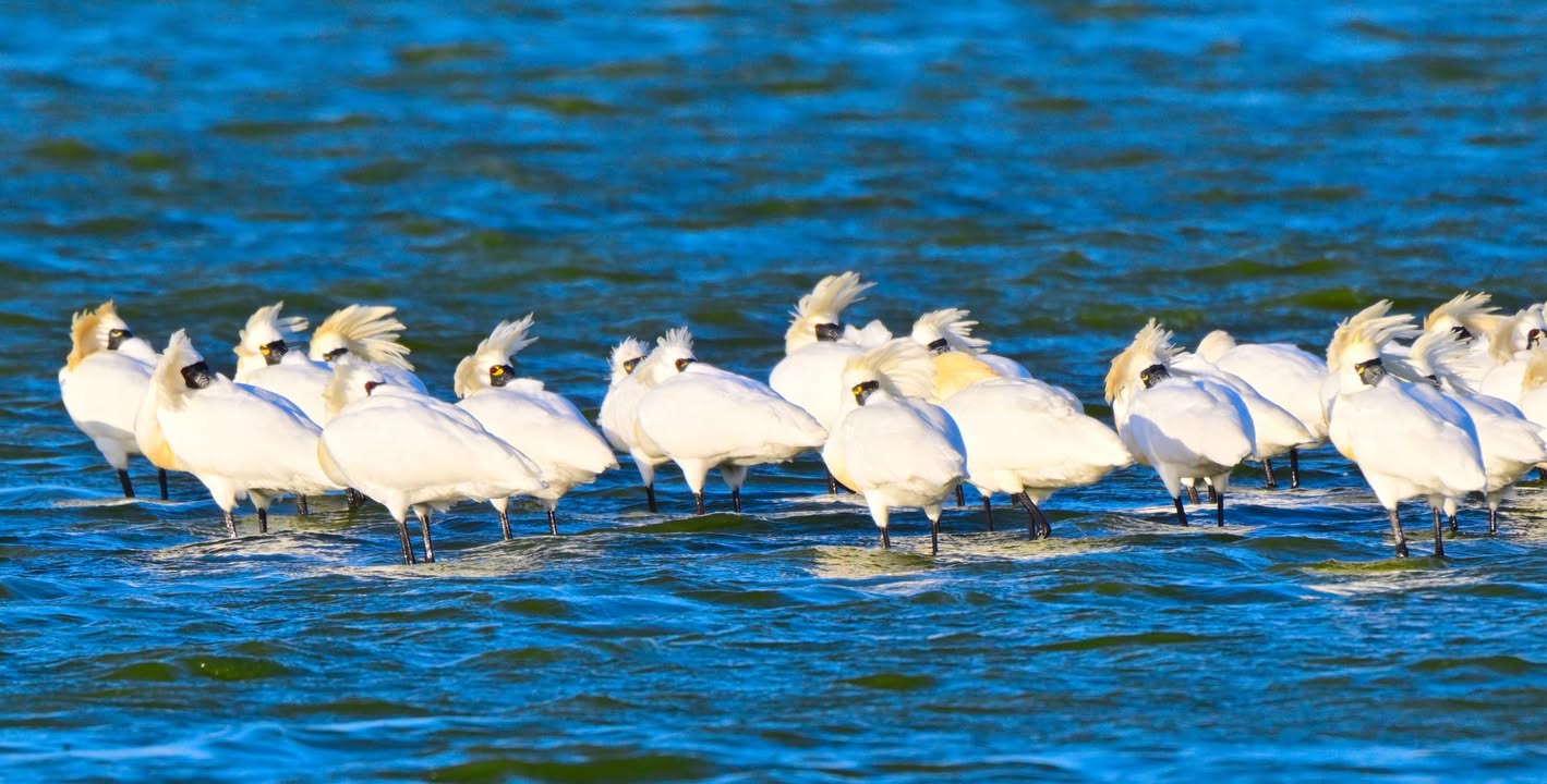 【 3 / 21 首屆國際黑面琵鷺日｜一起守護跨越國界的候鳥旅程🖤🥄】#留言抽好禮
          __
      ___(• )>──🖤
          / /
         /...