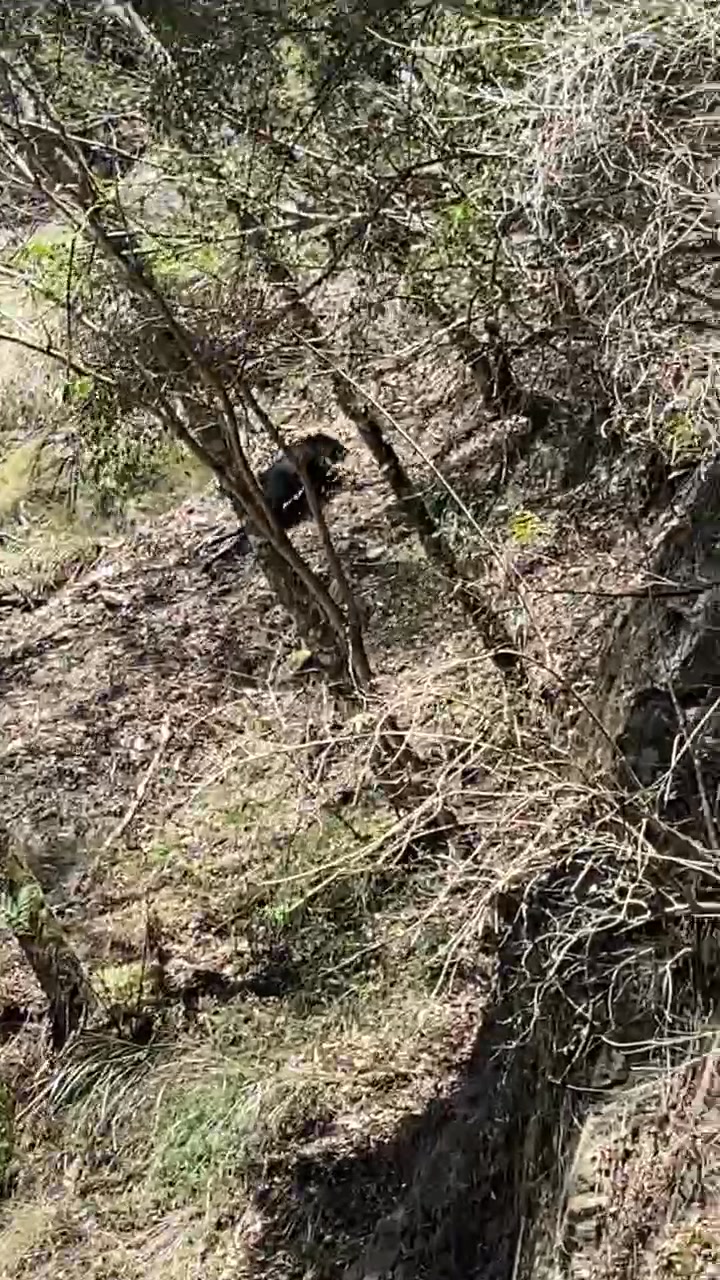 【#熊熊遇到熊 Σ(°Д°;｜世界熊日提醒我們與熊同行ก็ʕ•͡ᴥ•ʔ ก้】

                ？
    ʕ •ᴥ•ʔ  
        V   

3 月 23 日是 世界熊日...