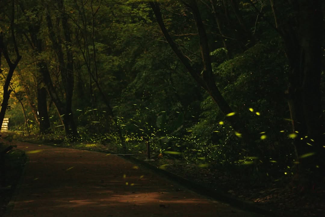 【夜晚的森林是另一堂自然課✨】

    🌲奧🌲萬🌲大🌲
 親 ✨✨✨✨✨ 親
👶 ✨ 螢力全開 ✨👶
 子 ✨✨✨✨✨ 子
    🌲賞🌲螢🌲季🌲

你有沒有被孩子這樣問過——
...