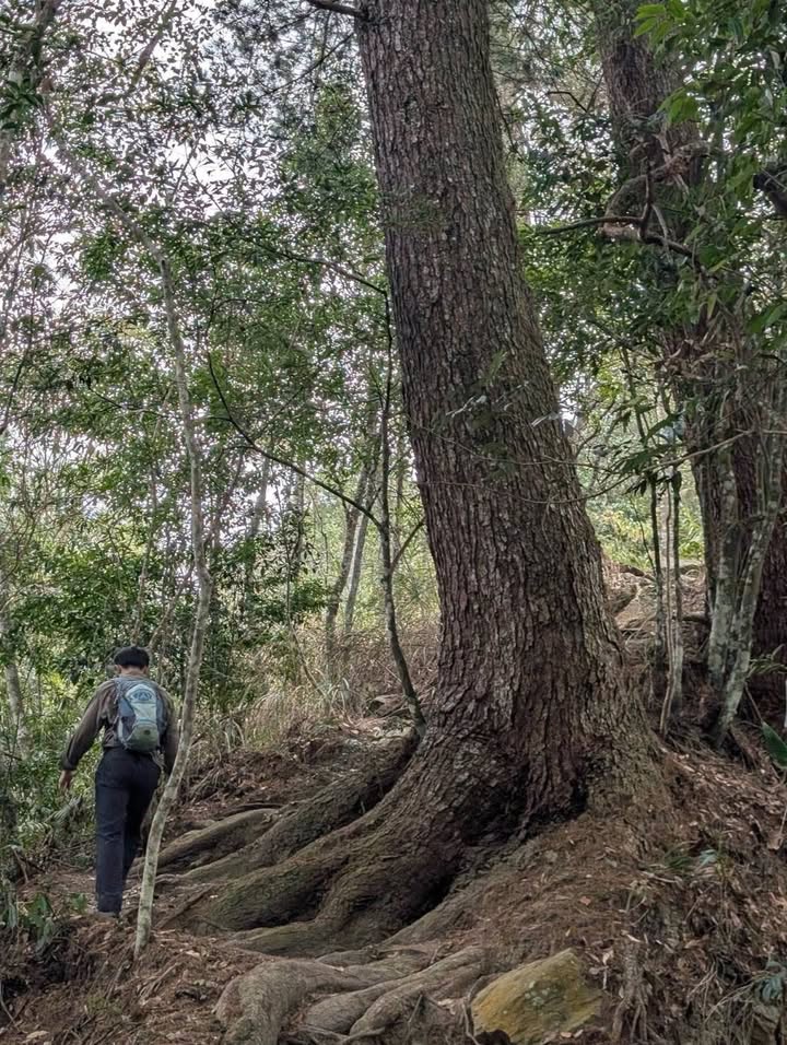 貼文圖片