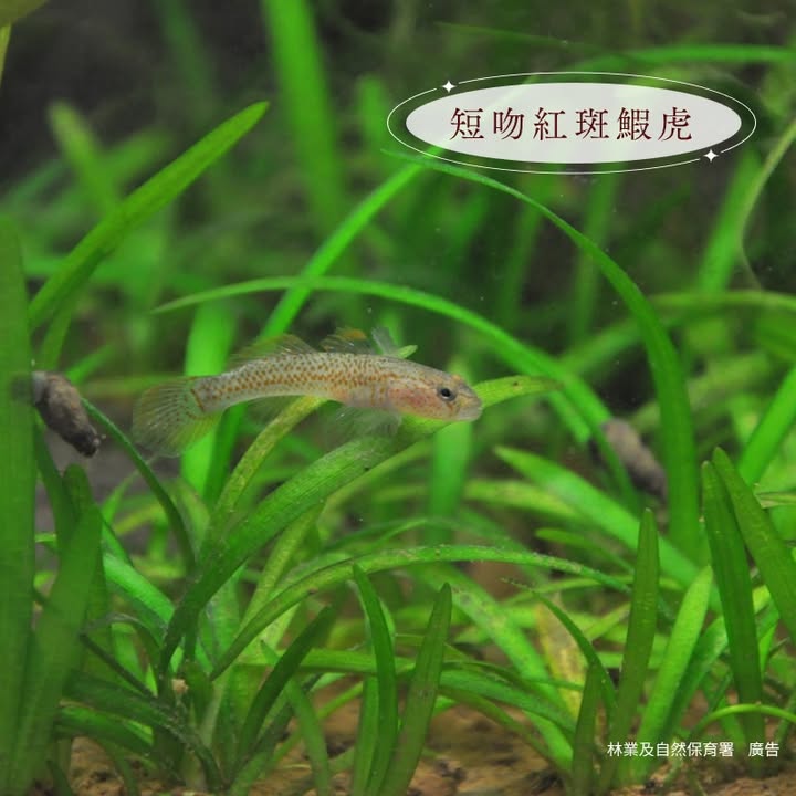 貼文圖片