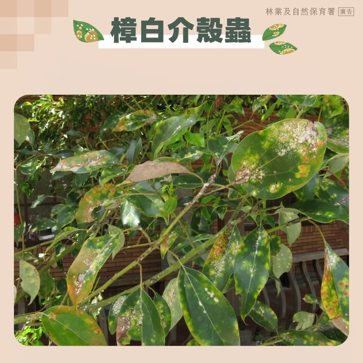 貼文圖片