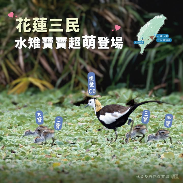 貼文圖片
