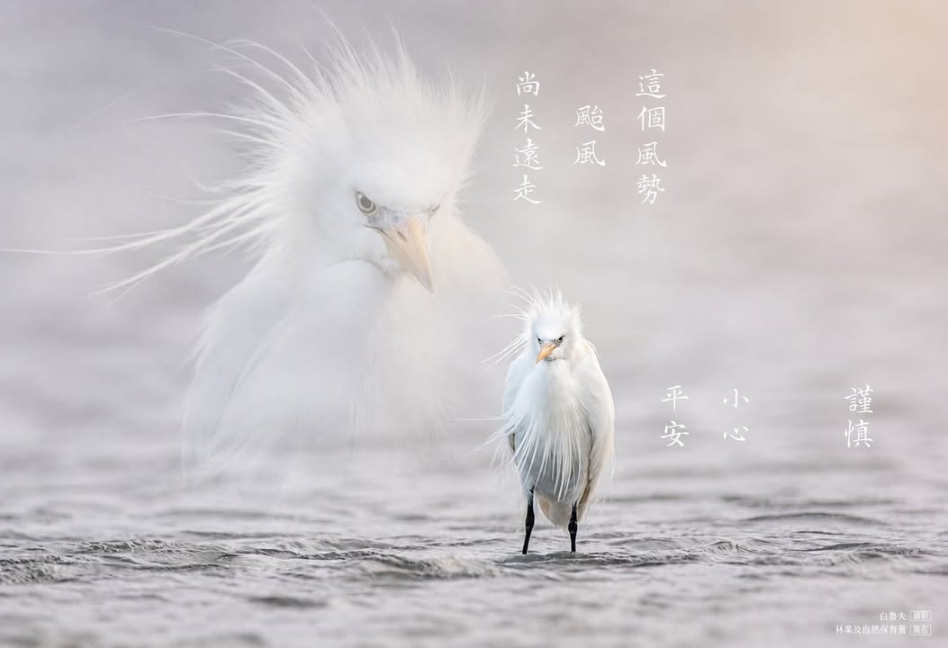 貼文圖片