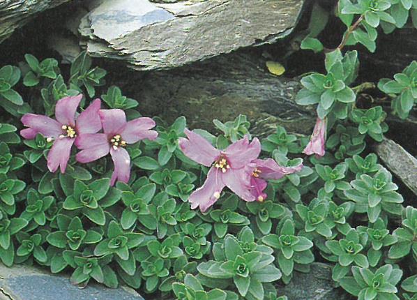 Epilobium nankotaizanense