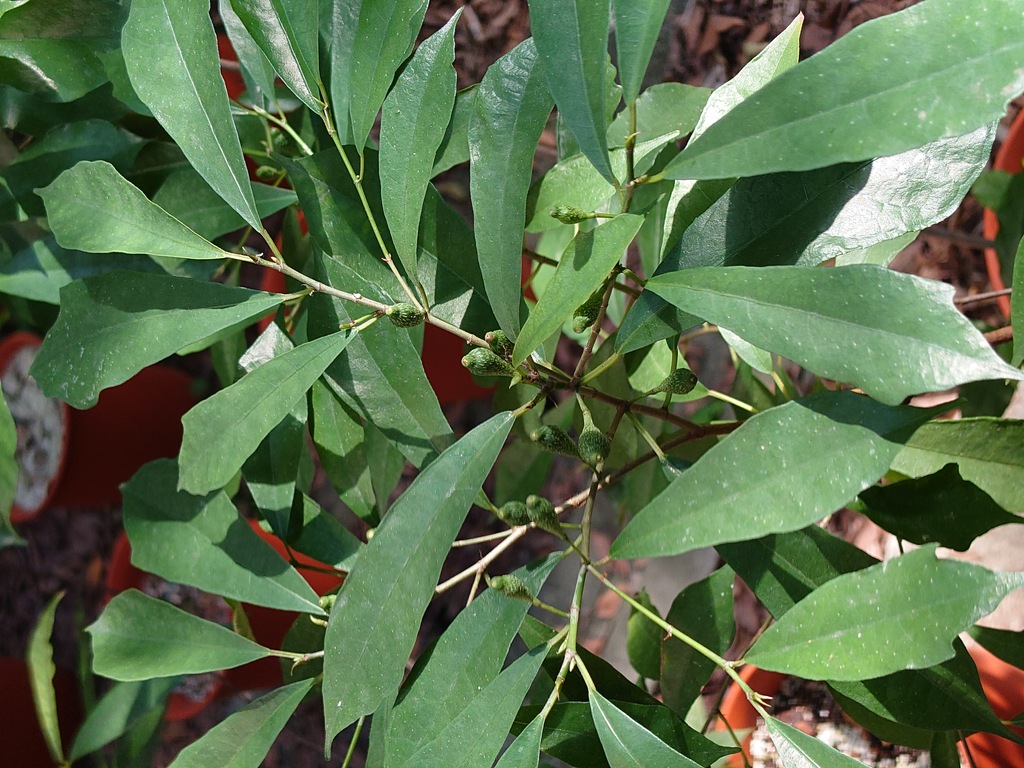 Taiwan Fig Tree (Ficus formosana)