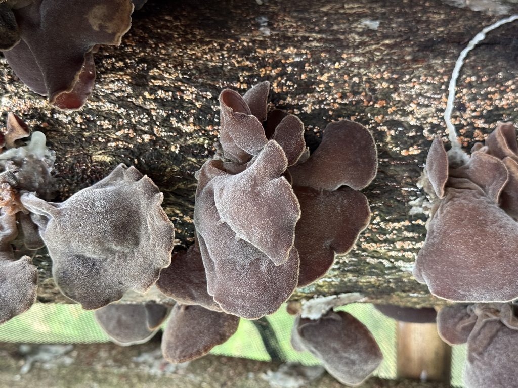 Log-Cultivated Wood Ear Mushrooms (Auricularia polytricha)