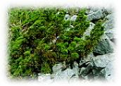 Juniperus chinensis var. taiwanensis