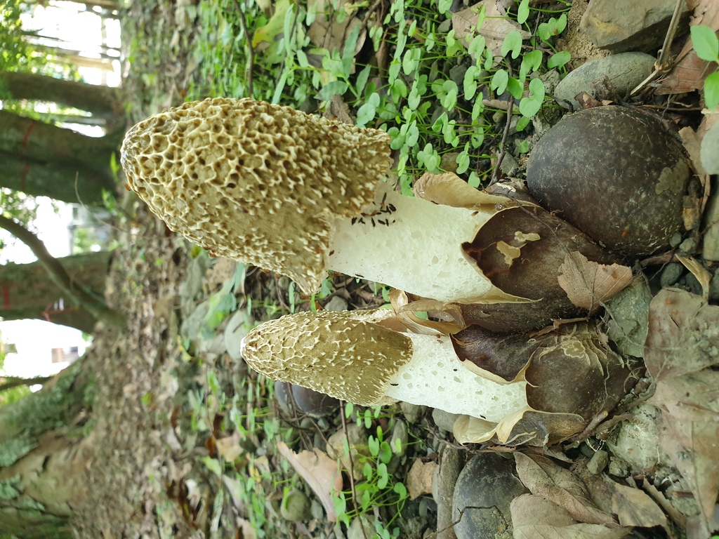 Bamboo Fungus (Phallus indusiatus)