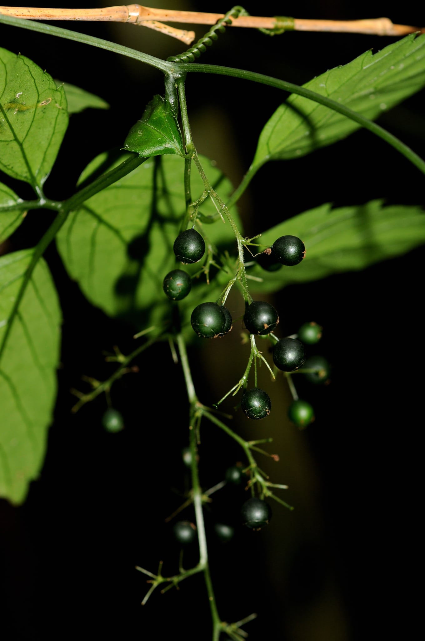 Jiaogulan (Gynostemma pentaphyllum (Thunb.) Makino)