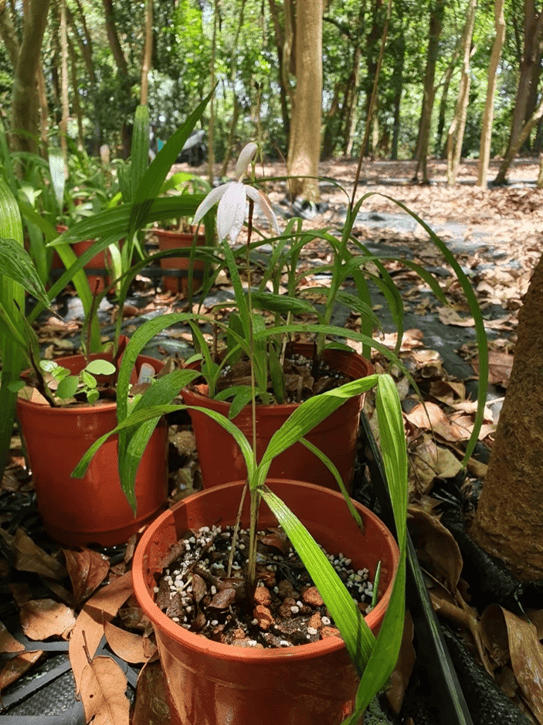 Yunnan Bletilla (Bletilla formosana (Hayata) Schltr.)