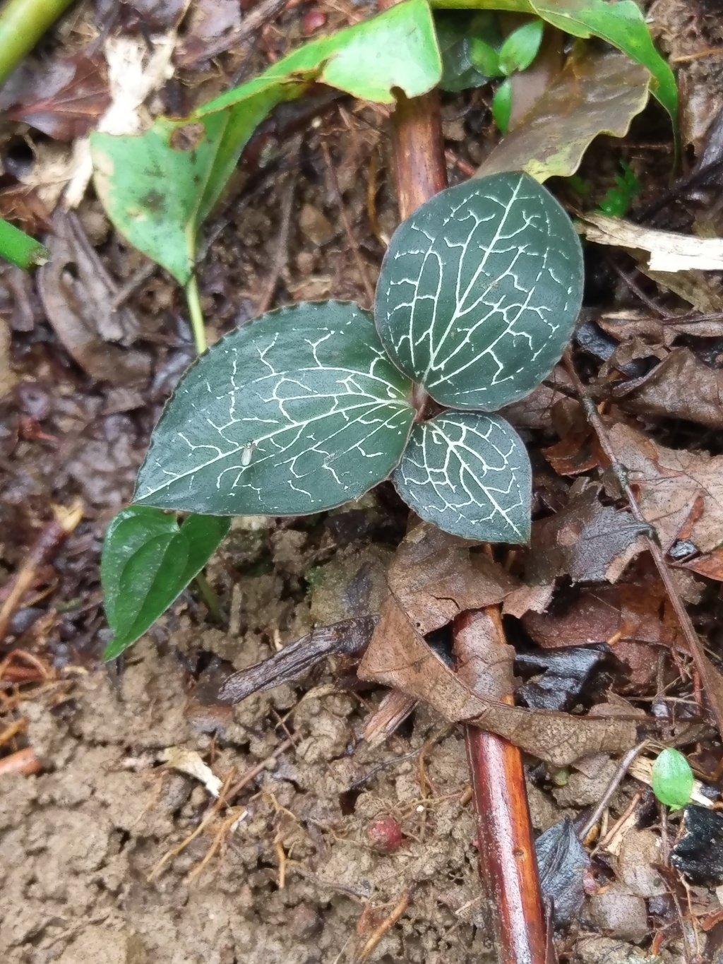 Taiwan Jewel Orchid (Anoectochilus formosanus)

